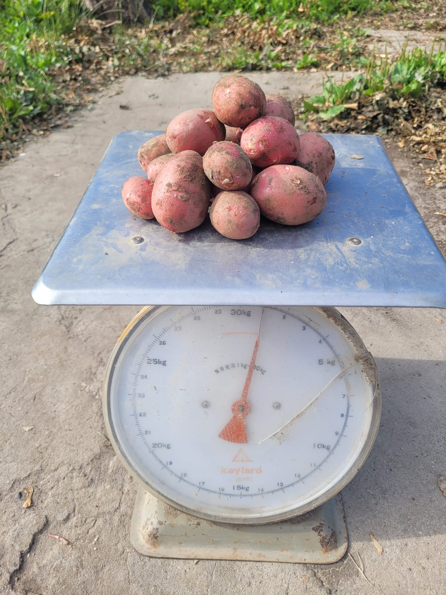Aardappels Alouette 1 kg